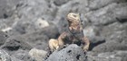 Galapagos Western Hidden Jewels Cruise - B