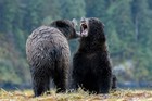 Great Bear Rainforest Canada Cruise